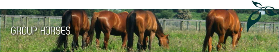Group Horses